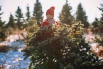 Chica de pie en un campo eligiendo un árbol de Navidad, Estados Unidos - foto de stock