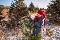 Мальчик выбирает елку на ферме рождественских елок, США — стоковое фото