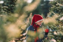 Мальчик выбирает елку на рождественской ферме, США — стоковое фото