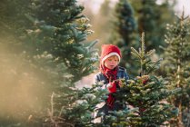 Мальчик выбирает елку на рождественской ферме, США — стоковое фото