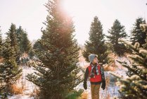 Ragazzo che sceglie un albero di Natale in una fattoria di alberi di Natale, Stati Uniti — Foto stock