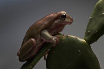 Australian Green Tree Frog on a cactus, Indonesia — Stock Photo
