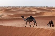 Два верблюда в пустыне, Эр-Рияд, Саудовская Аравия — стоковое фото