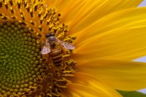 Mel abelha polinizando um girassol, Indonésia — Fotografia de Stock