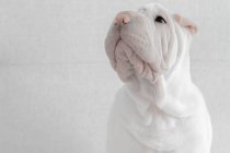 Ritratto di un cucciolo di cane Shar-pei — Foto stock
