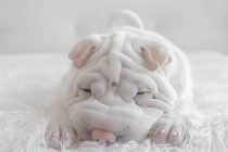 Portrait of a Shar-pei puppy dog lying on a fluffy blanket — Stock Photo