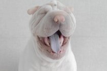 Shar-pei puppy dog yawning — Stock Photo