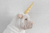 Shar-pei cachorro cão com unicórnio chifre headband — Fotografia de Stock