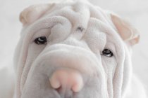 Retrato de un perro cachorro Shar-pei acostado sobre una manta esponjosa - foto de stock