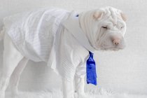 Perro cachorro Shar-pei con camisa y corbata - foto de stock