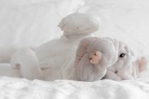 Шар-пей щенок катается по кровати — стоковое фото