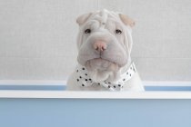 Shar-pei puppy dog sitting in a box wearing a bow tie — Stock Photo