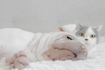 Британская короткошерстная кошка прячется за щенячьим псом — стоковое фото
