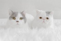 Британская короткошерстная кошка, лежащая рядом с экзотической короткошерстной кошечкой на белом пушистом одеяле — стоковое фото