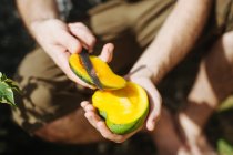 Mann schneidet mit Messer eine Mango, Seychellen — Stockfoto