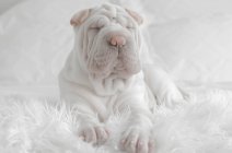Shar-pei cachorro perro acostado en la cama con los ojos cerrados - foto de stock