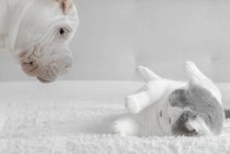 Цуценя Шар-пей бавиться з британським короткохвостим котом. — стокове фото
