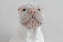 Retrato de un perro cachorro Shar-pei - foto de stock