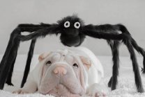 Shar-pei puppy dog lying under a giant Halloween spider — Stock Photo
