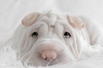 Retrato de um cachorro Shar-pei deitado em um cobertor fofo — Fotografia de Stock