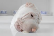 Shar-pei puppy dog eating a cookie off a kitchen worktop — Stock Photo