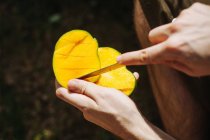 Человек режет манго ножом, Сейшелы — стоковое фото