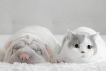 Shar-pei et un chat à poil court britannique couché sur un lit — Photo de stock