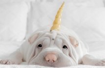 Shar-pei puppy dog with unicorn horn headband lying on a bed — Stock Photo