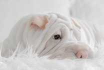 Retrato de un perro cachorro Shar-pei acostado sobre una manta esponjosa - foto de stock