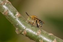 Primer plano de una abeja en una rama, Indonesia - foto de stock