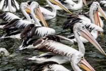 Стая пеликанов, купающихся в озере, Индонезия — стоковое фото