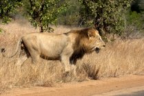 Leone in piedi lungo una strada, Kruger National Park, Sud Africa — Foto stock