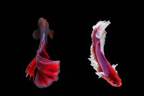 Dois peixes betta, Indonésia — Fotografia de Stock