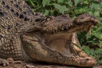 Primo piano di un coccodrillo a bocca aperta, Indonesia — Foto stock