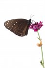 Schmetterling und Schnecke auf einer Blume, Indonesien — Stockfoto