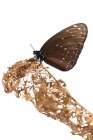 Farfalla su una foglia in decomposizione, Indonesia — Foto stock