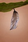 Кокон бабочки, висящий на листе, Индонезия — стоковое фото