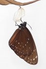 Butterfly emerging from a chrysalis, Indonesia — Stock Photo