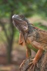 Retrato de una iguana roja, Indonesia - foto de stock