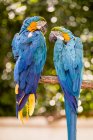 Two parrots on a branch, Japan — Stock Photo