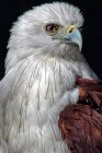 Portrait of an eagle, Indonesia — Stock Photo