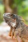 Ritratto di iguana rossa, Indonesia — Foto stock