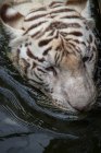Крупный план тигра, плавающего в реке, Индонезия — стоковое фото