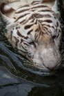 Primo piano di una tigre che nuota in un fiume, Indonesia — Foto stock