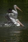 Two pelicans swimming in a lake, Indonesia — Stock Photo