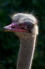Porträt des Emu-Kopfes — Stockfoto