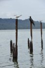Vue panoramique du bel oiseau à la nature — Photo de stock