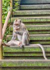 Mono macaco con pelo largo en el zoológico - foto de stock