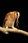 Милая маленькая сова с лягушкой во рту, сидящая на ветке дерева на размытом естественном фоне — стоковое фото