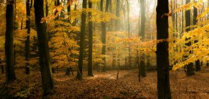 Picturesque view of endless autumn forest at sunny day — Stock Photo